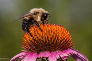 Brown-belted Bumblebee (Bombus griseocollis)