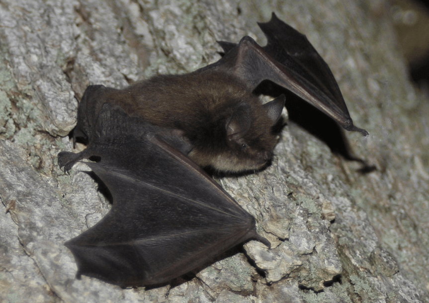 Little Brown Bat J. N. Stuart