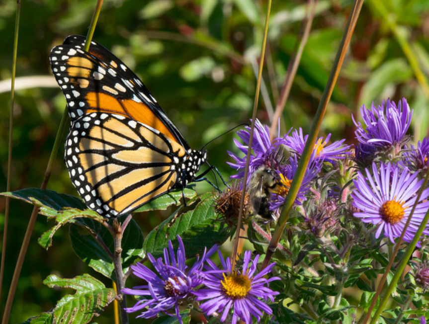 Screen Shot 2016-10-17 at 6.40.11 AM.png